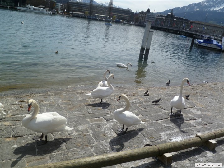 luzernswans01