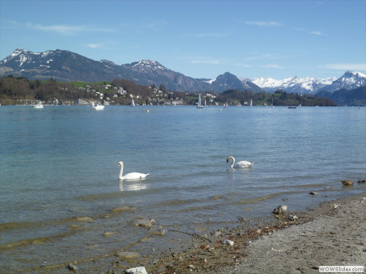 luzernswans03